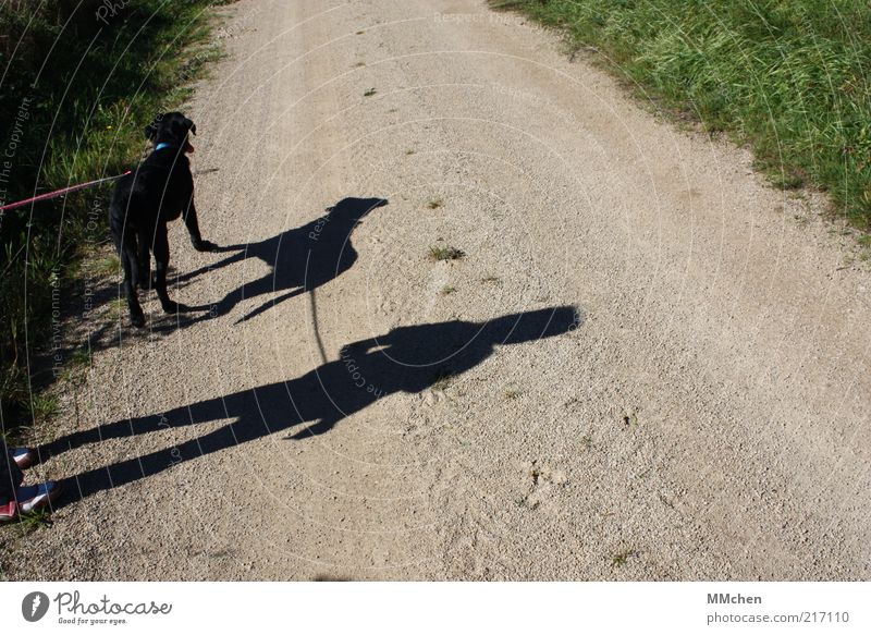 Wohin führt Dich Dein Weg? Kind 1 Mensch Sommer Schönes Wetter Hund Tier stagnierend Wege & Pfade unentschlossen Farbfoto mehrfarbig Außenaufnahme Tag Licht