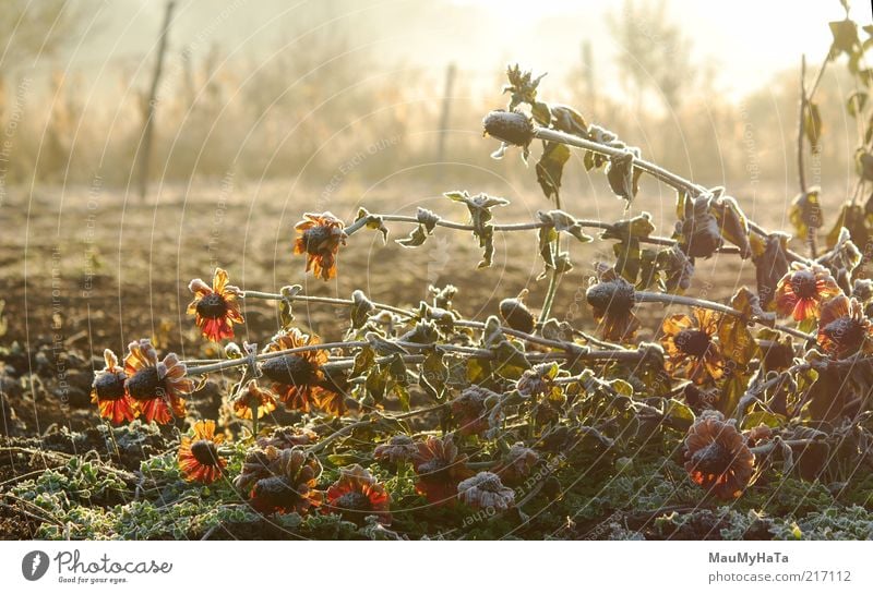 Frost im Garten Natur Pflanze Urelemente Wasser Himmel Horizont Sonne Sonnenaufgang Sonnenuntergang Sonnenlicht Herbst Klima Klimawandel Eis Schnee Blume Blüte