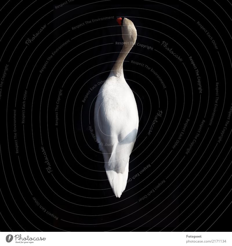 Der Schwan Tier 1 elegant schwarz weiß Gelassenheit Natur ruhig Schwerelosigkeit Farbfoto Außenaufnahme Tag Schatten Kontrast Sonnenlicht Vogelperspektive