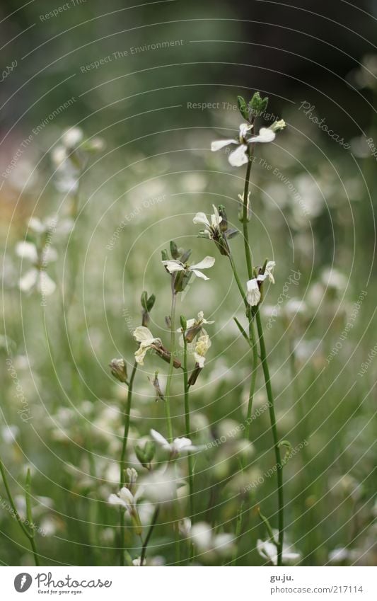 Sommergrüße Umwelt Natur Pflanze Herbst Blume Gras Sträucher Blüte Grünpflanze Stengel Blütenknospen Blütenblatt Blütenstiel Blütenkelch Blütenstempel