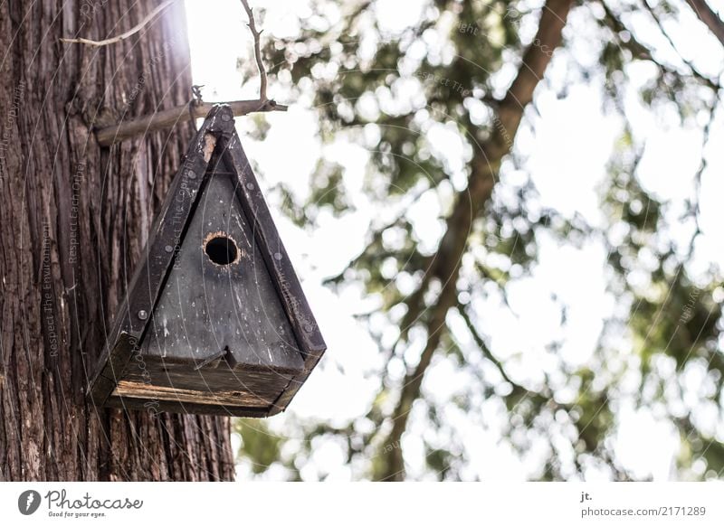 Vogelhäuschen Natur Pflanze Tier Himmel Sonne Schönes Wetter Baum Park Wald Futterhäuschen fliegen eckig braun grün weiß Schutz Tierliebe Sicherheit Umwelt