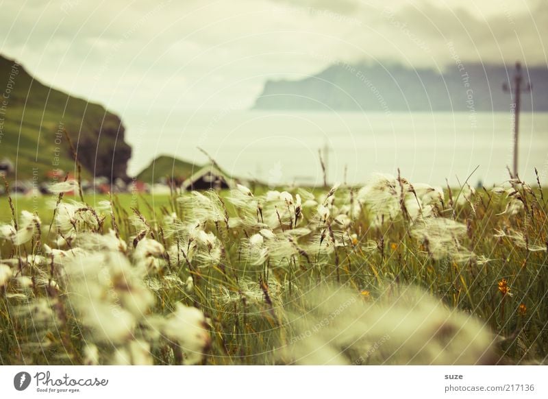 Wolle wa ... Insel Umwelt Natur Landschaft Pflanze Wolken Klima Wetter Wind Nebel Gras Wiese Hügel Felsen Berge u. Gebirge Küste Bucht Fjord Dorf Einsamkeit