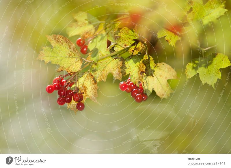 Beerensommer Lebensmittel Frucht Umwelt Natur Sommer Herbst Pflanze Sträucher Blatt Wildpflanze Beerensträucher Beerenfruchtstand fruchtig herbstlich