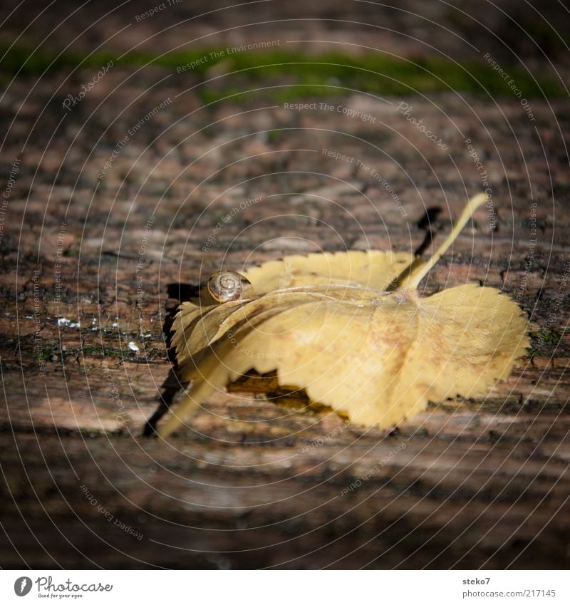 die Schnecke Herbst Blatt alt warten ruhig langsam Zeit Holz Leben Farbfoto Gedeckte Farben Außenaufnahme Nahaufnahme Menschenleer Textfreiraum oben