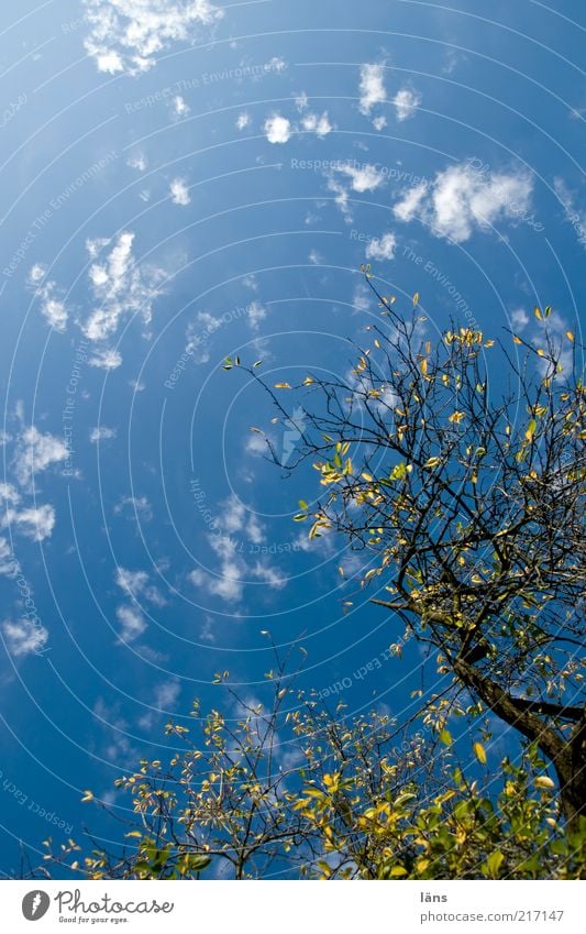 der Herbst kommt Umwelt Natur Pflanze Himmel Wolken Sonnenlicht Schönes Wetter Baum Pflaumenbaum Wachstum blau gelb grün ästhetisch bizarr Baumkrone Blatt