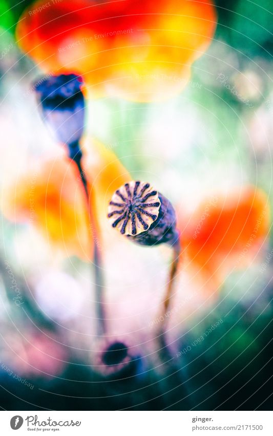 Mohn Natur Pflanze Sommer Schönes Wetter Blume Blüte Wildpflanze Wiese braun mehrfarbig grau grün orange rosa rot Kapsel strahlenförmig knallig Farbfoto