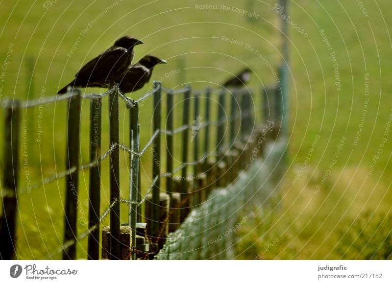 Dangast Umwelt Natur Landschaft Pflanze Tier Gras Wiese Zaun Wildtier Vogel 2 3 sitzen warten grün Farbfoto Außenaufnahme Menschenleer Textfreiraum rechts Tag