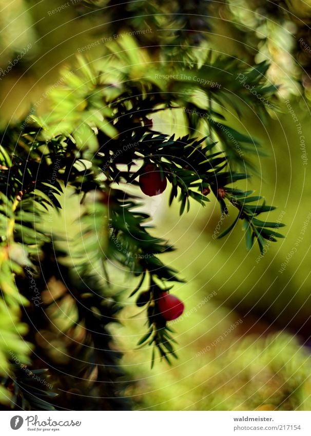 Herbst Natur Pflanze Blatt Eibe ruhig ästhetisch Giftpflanze Beeren Farbfoto mehrfarbig Außenaufnahme Licht Schatten Lichterscheinung Unschärfe