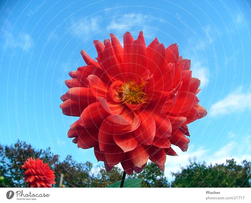 rote Blume Herbst Oktober gelb nah geschwungen Blatt Botanischer Garten Himmel blau Detailaufnahme Makroaufnahme