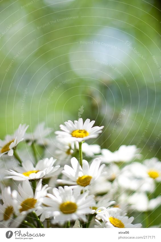 hach, war der sommer schön Umwelt Natur Pflanze Blume Blüte grün weiß Gänseblümchen Farbfoto Außenaufnahme Menschenleer Schwache Tiefenschärfe