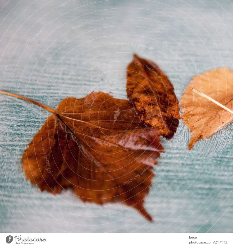 abgeblättert Wasser Herbst Blatt fallen liegen verblüht alt kalt nass braun gelb gold grau grün weiß Ende Verfall Vergänglichkeit Gedeckte Farben Makroaufnahme