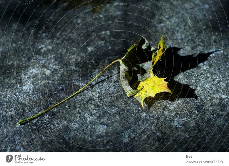 herbst Natur Herbst Pflanze Blatt alt gelb Farbfoto Außenaufnahme Detailaufnahme Licht Schatten Kontrast Herbstlaub Herbstfärbung vertrocknet welk