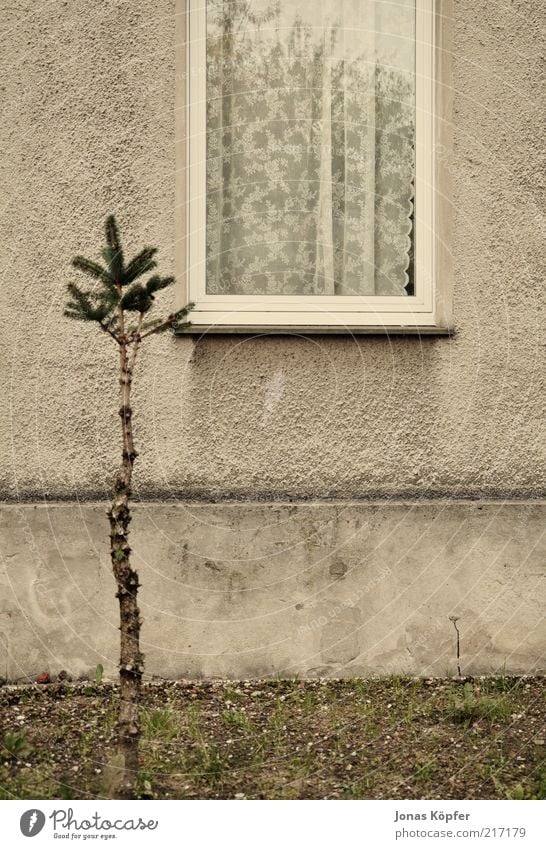 Weihnachtsbaum vor dem Stubenfenster Baum Menschenleer Einfamilienhaus Gebäude Fenster alt trist braun Vorhang Vorgarten Fensterbrett Mauer Farbfoto