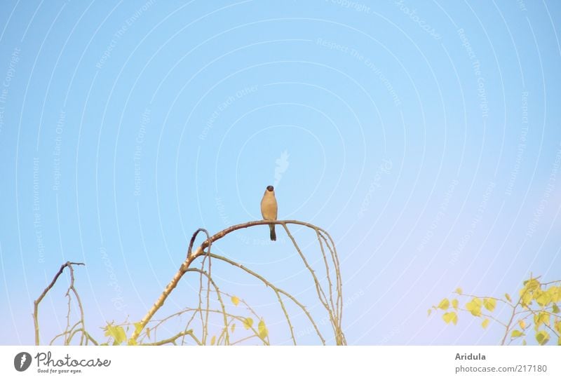 Dompfaff auf Birkenzweig / Blauer Himmel Umwelt Natur Pflanze Tier Luft Baum Vogel 1 beobachten blau Gefühle Stimmung Mittelpunkt Ast sitzen Außenaufnahme