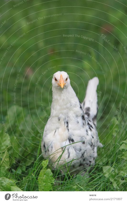 Böser Blick Landwirtschaft Forstwirtschaft Natur Tier Haustier Nutztier Vogel Aggression bedrohlich Willensstärke Mut Bauernhof Ei Flora und Fauna