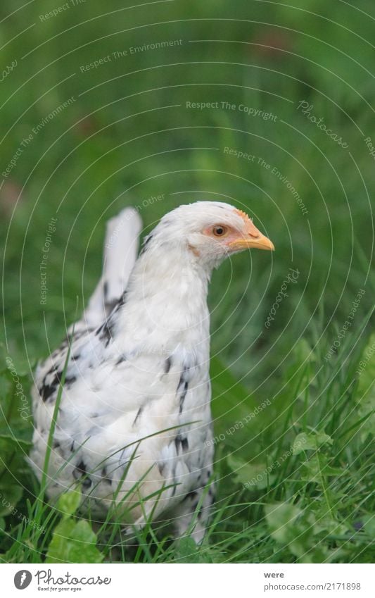 Emely, Junghenne, ledig sucht Anschluss Fleisch Landwirtschaft Forstwirtschaft Natur Tier Vogel Aggression Bauernhof Ei Freilaufendes Huhn Geflügel Geografie