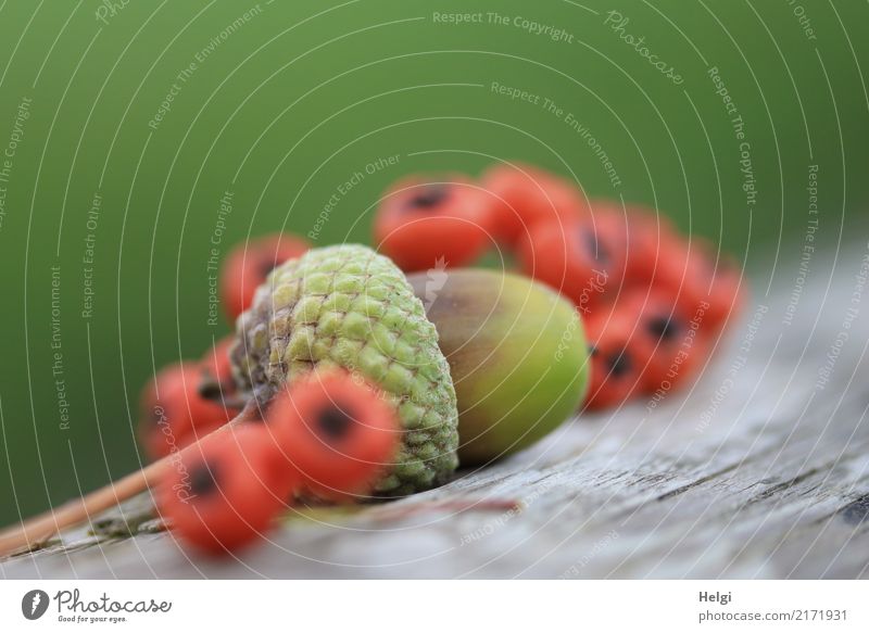 Herbstfrüchte Umwelt Natur Pflanze Wildpflanze Frucht Eicheln Feuerdorn Beeren Baumstamm Park Holz liegen ästhetisch klein natürlich rund braun grau grün orange