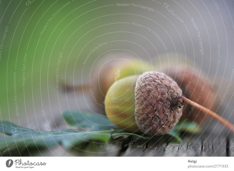 herbstlich Umwelt Natur Pflanze Herbst Blatt Wildpflanze Frucht Eicheln Eichenblatt Park Holz liegen dehydrieren braun grau grün Stimmung Vergänglichkeit