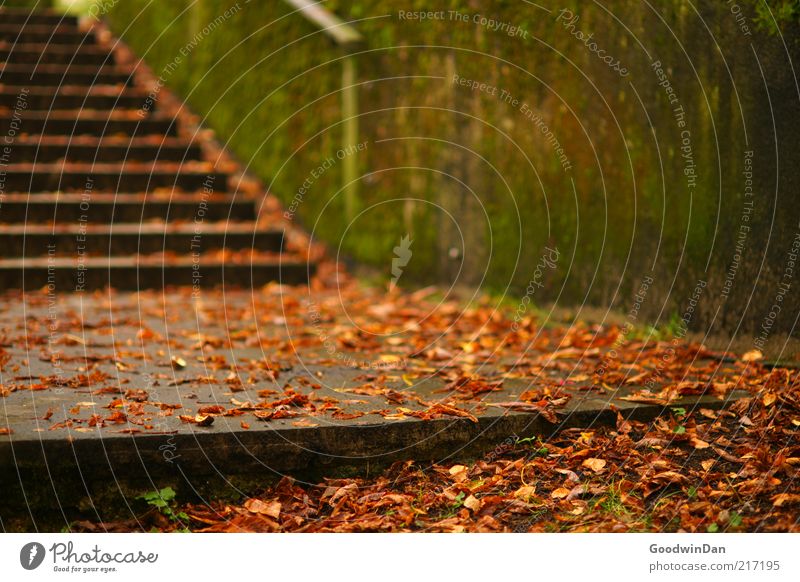 Herbstgold. V Mauer Wand Treppe alt kalt Stimmung Herbstlaub herbstlich Herbstbeginn morsch Moos Farbfoto Außenaufnahme Menschenleer Morgendämmerung ruhig