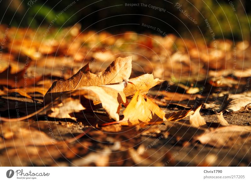 Herbstgold Natur Pflanze Erde Schönes Wetter Blatt natürlich braun mehrfarbig rot Farbe Freiheit Inspiration nachhaltig Verfall Vergänglichkeit Farbfoto