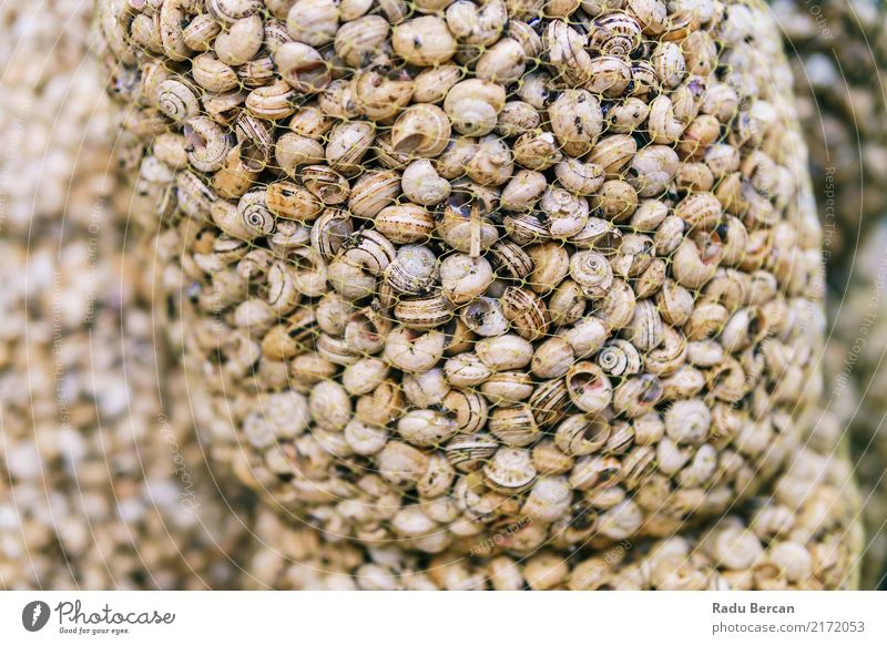 Frische Caracois Schnecken Spezialität zum Verkauf in Portugal Fischmarkt Lebensmittel Ernährung Essen Bioprodukte kaufen Marktplatz einfach frisch nah