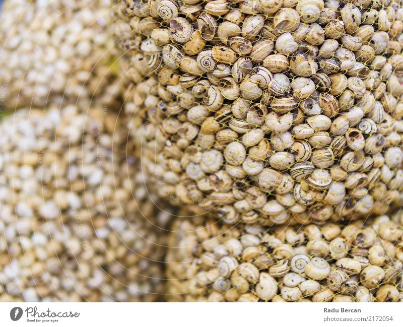 Frische Caracois Schnecken Spezialität zum Verkauf in Portugal Fischmarkt Lebensmittel Meeresfrüchte Ernährung kaufen Marktplatz einfach frisch braun Tradition