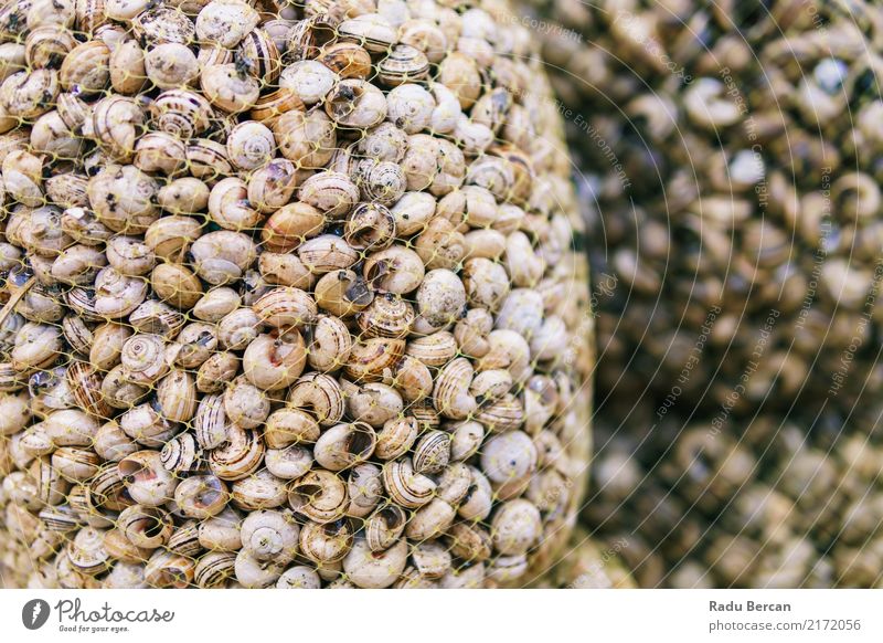 Frische Caracois Schnecken Spezialität zum Verkauf in Portugal Fischmarkt Lebensmittel Meeresfrüchte Ernährung Essen kaufen Marktplatz Tier einfach frisch braun