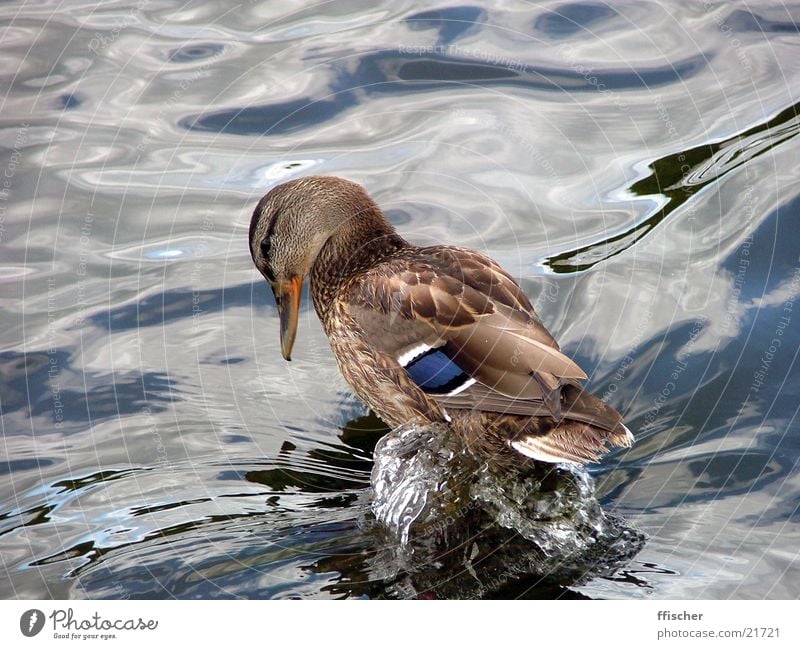 Wasserente süß niedlich drollig schön Schloss Sanssouci Park Brunnen nass Verkehr Ente Duck Donald Mineralwasser