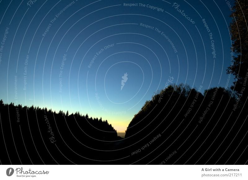 Never Never Land Umwelt Natur Wolkenloser Himmel Nachthimmel Schönes Wetter Wald Hügel blau schwarz Idylle fantastisch Silhouette dunkel traumhaft Traumwelt