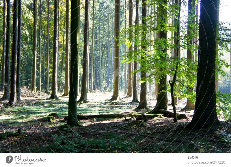 Lichtung im Wald Natur Erde Sonnenlicht Herbst Schönes Wetter Baum authentisch groß Sonnenstrahlen Waldboden Schatten Farbfoto Außenaufnahme Menschenleer Tag