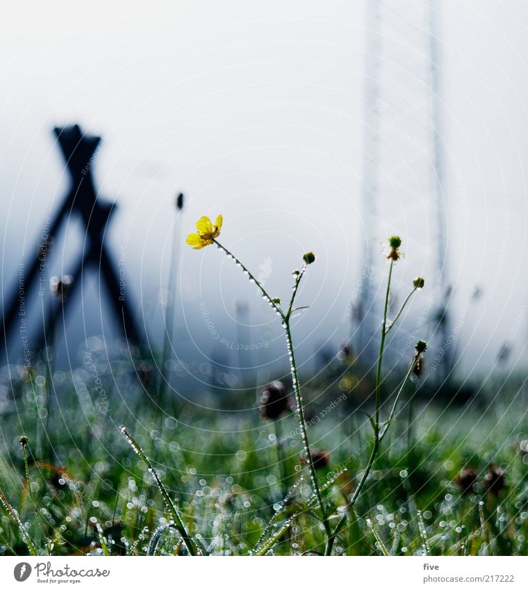 going am wilden kaiser Umwelt Natur Landschaft Erde Wasser Wassertropfen Himmel Wolken Herbst Pflanze Gras Blatt Grünpflanze Wiese dunkel kalt Nebel Strommast