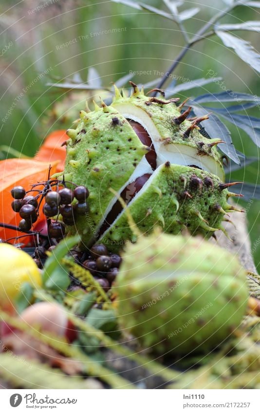 Kastanien Pflanze Herbst Schönes Wetter Blatt Garten Park braun gelb grau grün orange schwarz weiß Physalis Holunderbeeren Holunderblatt Herbstfärbung