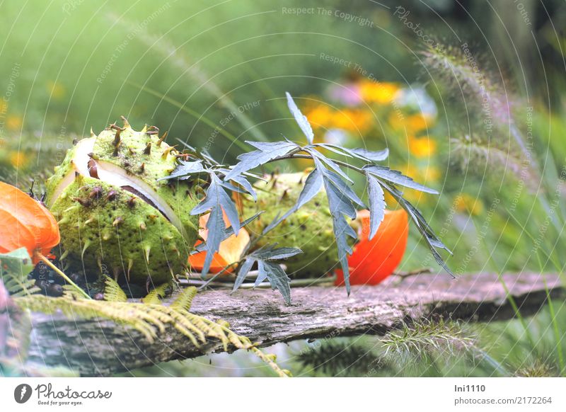 Kastanien Natur Pflanze Herbst Schönes Wetter Garten Park schön braun gelb grau grün violett orange schwarz Physalis Holunderblatt Gras Gräserblüte herbstlich