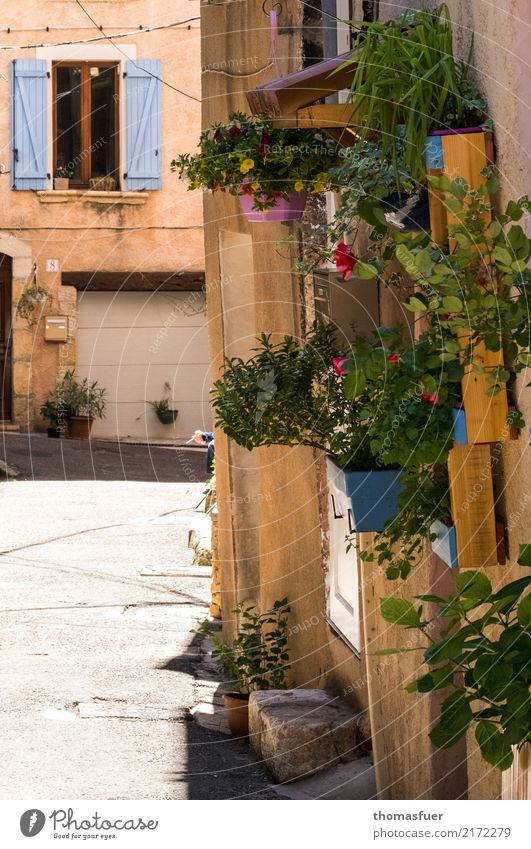 alte Gasse, Blumenkübel, Zigarette, Hand Rauchen Haus Garten Mensch 1 60 und älter Senior Schönes Wetter Blüte Topfpflanze Salernes Frankreich Kleinstadt