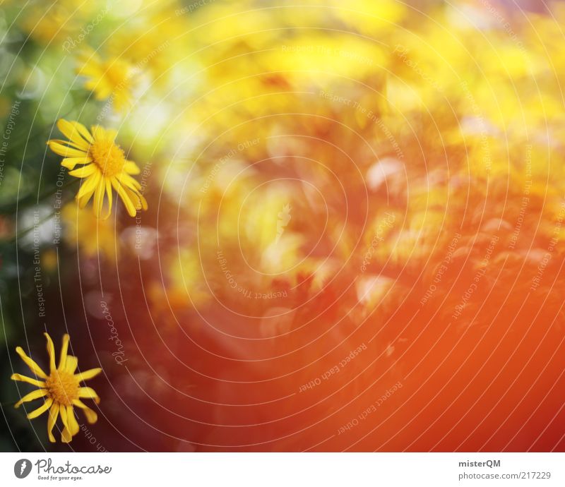 Portuguese Flowers. Umwelt Natur Landschaft Pflanze ästhetisch Blume Wiesenblume Blumenbeet Blüte Wärme gelb Sommer rot Muttertag Frühling Blühend mehrfarbig