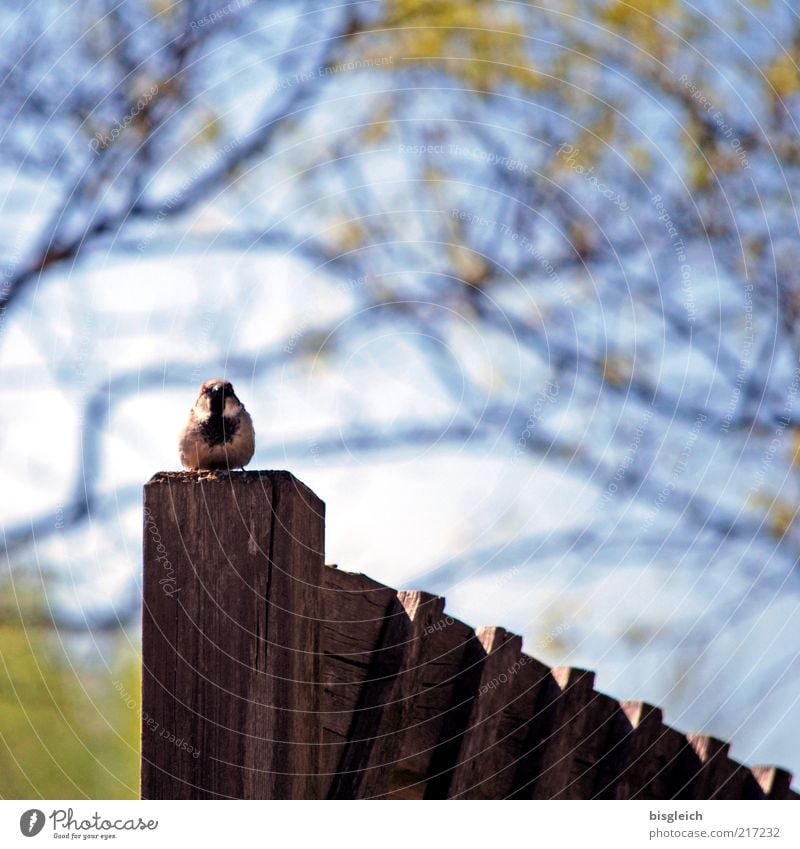 Zaun-König Vogel Meisen 1 Tier Holz sitzen blau Wachsamkeit Zaunpfahl Zaunkönig Farbfoto Schwache Tiefenschärfe Holzpfahl Zweige u. Äste Textfreiraum oben