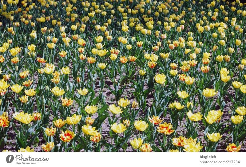 Tulpenfeld II Blatt Blüte gelb grün Blume Blumenwiese Farbfoto Gedeckte Farben Außenaufnahme Tag Menschenleer Strukturen & Formen viele Tulpenblüte