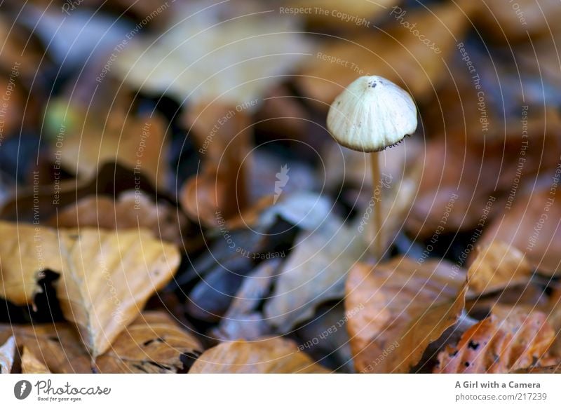 klein und fein Umwelt Natur Pflanze Herbst Blatt stehen einfach mehrfarbig weiß Pilz Pilzhut Einsamkeit Waldboden Herbstlaub Wandel & Veränderung