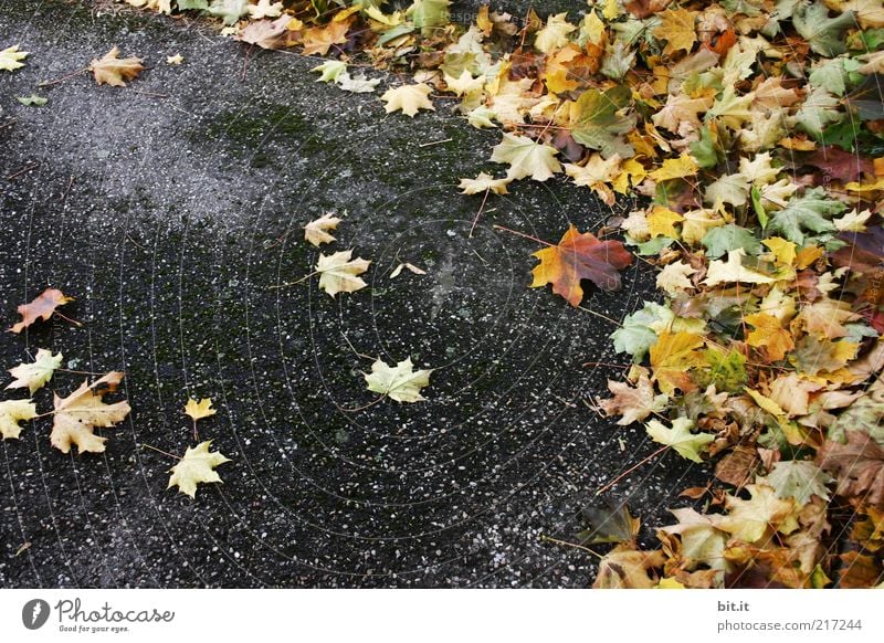 Blättereck Umwelt Herbst Wind Blatt Straße Wege & Pfade dreckig dunkel unten gelb gold grau Verfall Vergänglichkeit Wandel & Veränderung Asphalt Herbstlaub