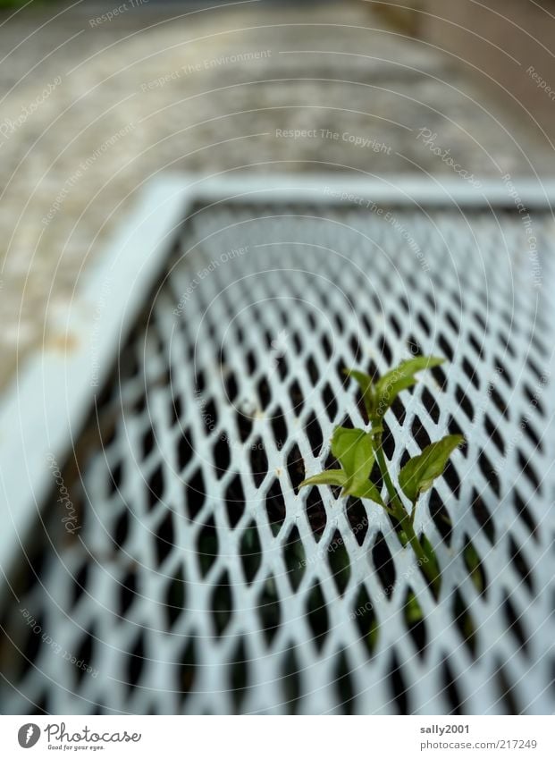 Wildlife in der Großstadt Umwelt Natur Pflanze Blatt Wildpflanze Mauer Wand stehen Wachstum einfach natürlich oben grün Leben Neugier einzigartig Hoffnung