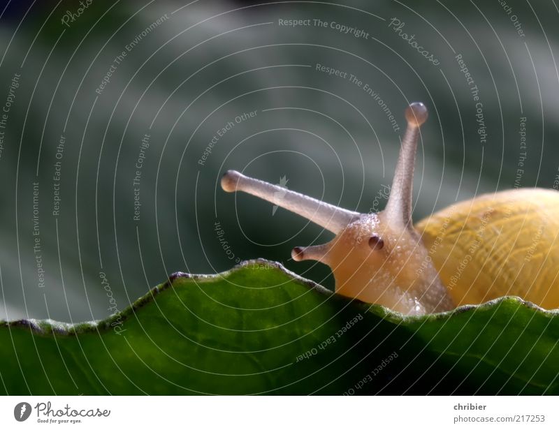 Ich seh Dich! Sommer Pflanze Blatt Schnecke Fühler Schleim 1 Tier beobachten berühren Bewegung Fressen glänzend nah Neugier niedlich schleimig achtsam ruhig