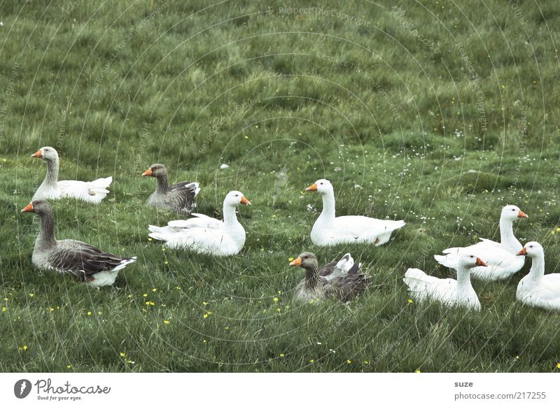 Gans viele Umwelt Natur Wetter Wiese Tier Wildtier Vogel Tiergruppe sitzen authentisch natürlich grün Landleben wild Wildgans Grasland Fressen tierisch Farbfoto