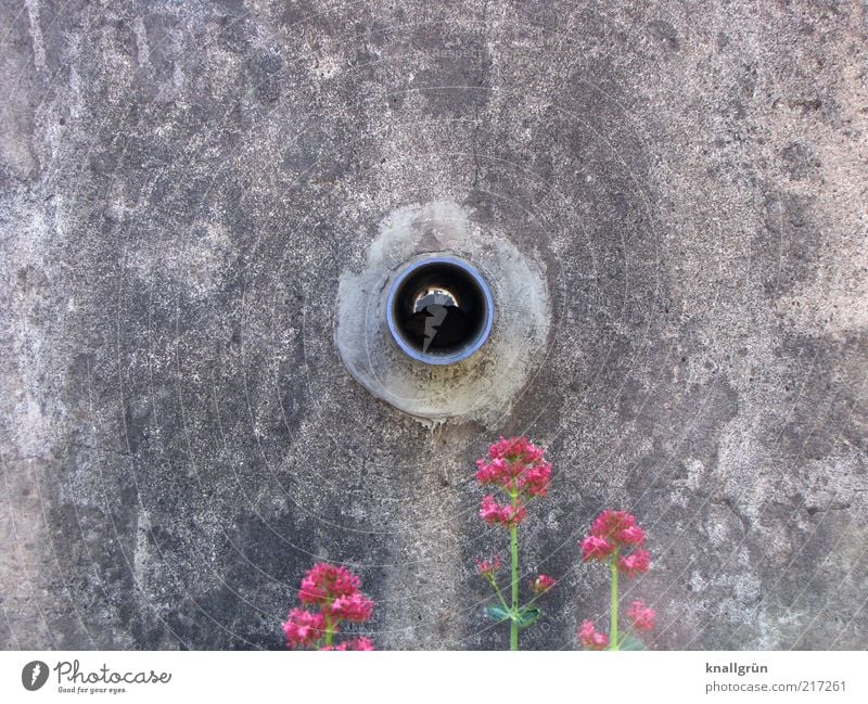 Black hole Natur Pflanze Blüte Wildpflanze Mauer Wand Abfluss Blühend alt dreckig dunkel rund grau grün rosa schwarz Farbfoto Gedeckte Farben Außenaufnahme