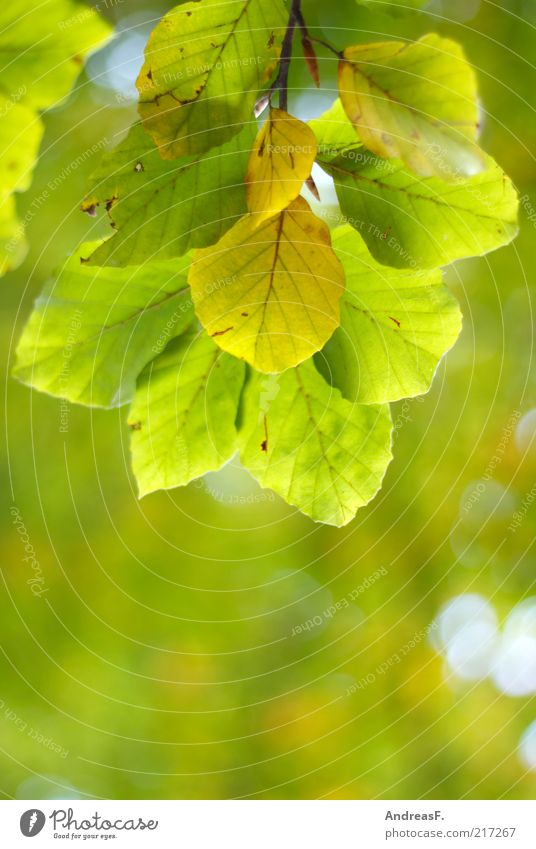 Herbstgrün Umwelt Natur Pflanze Baum Blatt Herbstlaub Blätterdach Buchenblatt leuchten Textfreiraum Schwache Tiefenschärfe Zweig Oktober Farbfoto Nahaufnahme