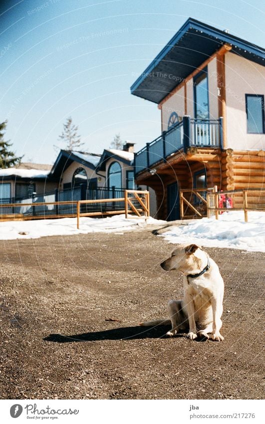 blend mich nicht! Ferien & Urlaub & Reisen Ferne Freiheit Winter Schnee Wohnung Haus Fassade Balkon Tier Haustier Hund 1 alt Erholung genießen hocken träumen