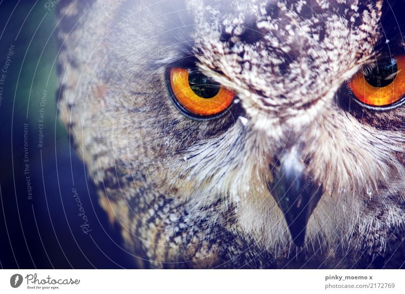 Fokussiert. Auge Natur Tier Wildtier Vogel Tiergesicht Zoo 1 Jagd Aggression ästhetisch Eulenvögel Schnabel bernsteinfarben fokussieren Metallfeder Farbfoto