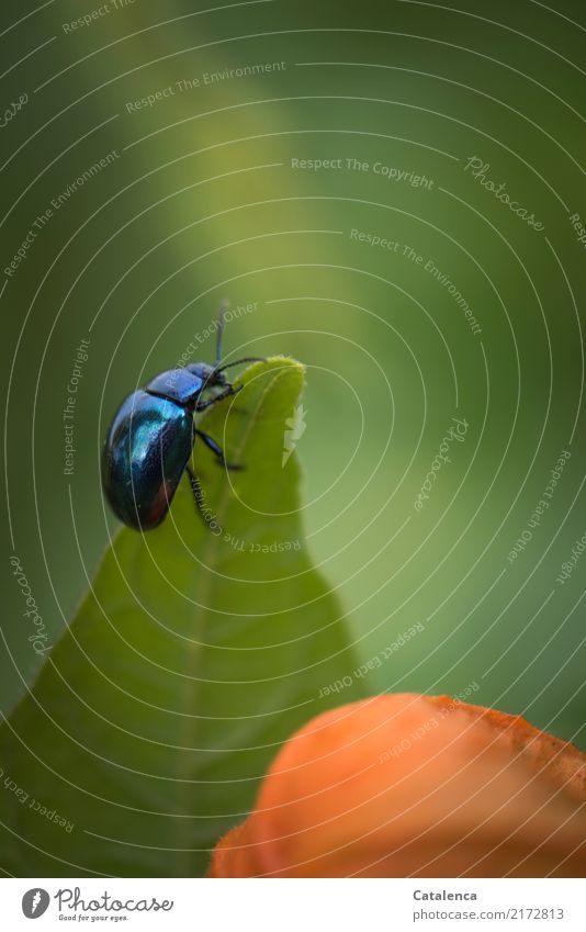 Auf Nahrungssuche, Himmelblauer Blattkäfer Natur Pflanze Tier Sommer Blüte Lampionblume Garten Käfer 1 Bewegung Fressen krabbeln außergewöhnlich glänzend grün