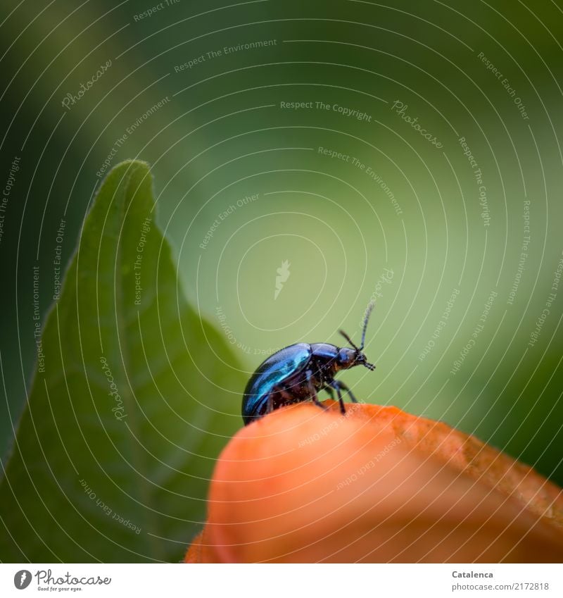 Spaziergang, Himmelblauer Blattkäfer auf Physalis Natur Pflanze Tier Sommer Blüte Lampionblume Garten Käfer 1 beobachten krabbeln ästhetisch grün orange achtsam