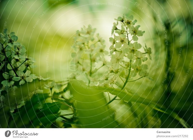 In den Schatten Umwelt Natur Pflanze Sonnenlicht Herbst Blume ästhetisch authentisch außergewöhnlich Duft dunkel groß mehrfarbig grün weiß Gefühle Stimmung