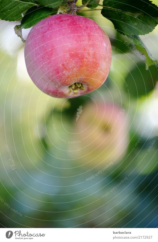 Jahreszeiten | Apfelzeit im Herbst Frucht Sonnenlicht Klima Baum Blatt Nutzpflanze Garten frisch Gesundheit rot Natur Farbfoto Außenaufnahme Nahaufnahme